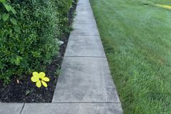 Professional pressure washing of a concrete sidewalk